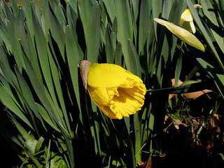 geschlossene Blüte einer Narzisse