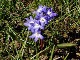 Zweiblättriger Blaustern