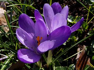 Lila Krokus, in dem sich viele kleine Fliegen tümmeln