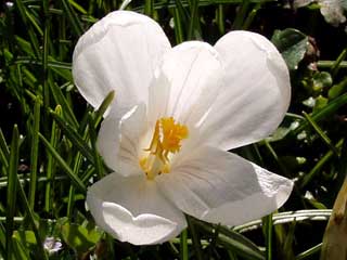 reinweißer Krokus