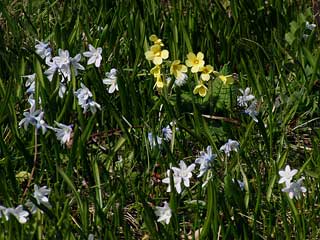 Schlüsselblumen zwischen… Leberblümchen?