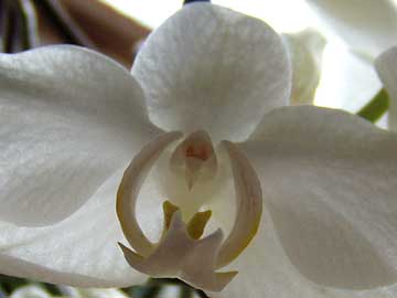 Orchidee