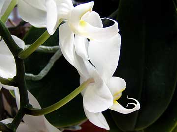 Orchidee