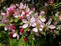 Apfelblüten