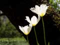 Orgelpfeifen-Tulpen