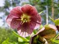 Christrose