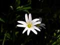 weiße Blüte - Pflanzennamen mir nicht bekannt