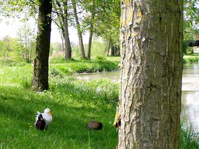 Enten an der Abens