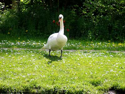 Schwan