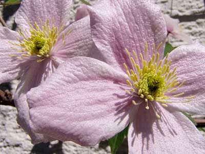 Clematis