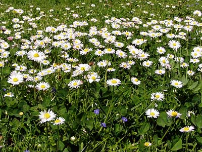 jede Menge Gänseblumen