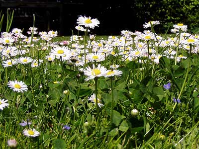 noch mehr Gänseblumen
