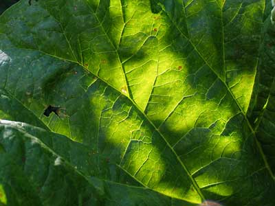 ein Blatt vom…