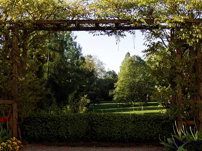 Blauregen, der noch nicht blüht