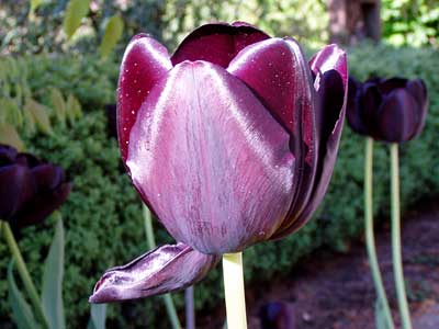 tiefrote, fast schwarze Tulpe