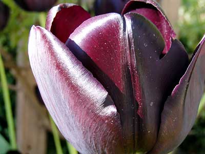 tiefrote, fast schwarze Tulpe