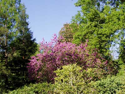 violetter Baum