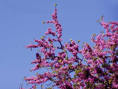 Gewöhnlicher Judasbaum