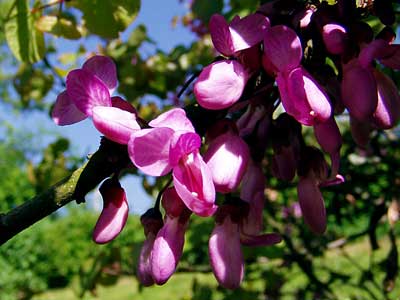 Blüten des Gewöhnlichen Judasbaumes