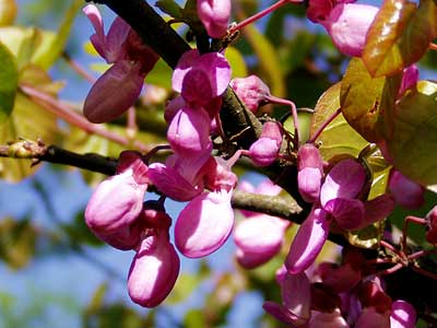 Blüten des Gewöhnlichen Judasbaumes