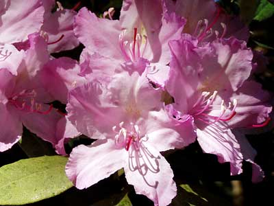 Rhododendronblüten