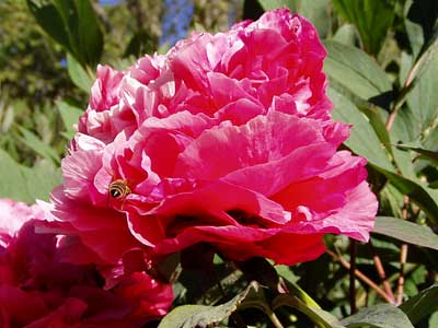 Blüte einer Pfingstrose mit Wespe