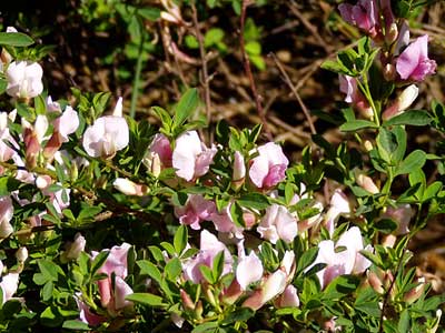 Purpur-Zwergginster mit rosa statt gelben Blüten