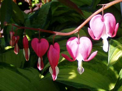 Tränende Herzen in Rosa