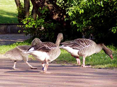 Eine Graugansfamilie überquert den Fußweg.