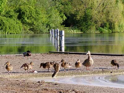 eine Entenfamilie