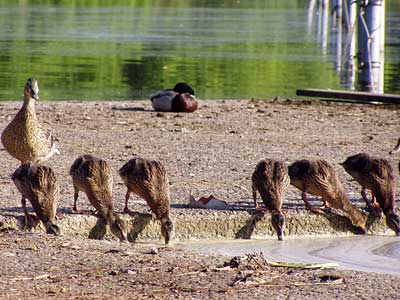 Entenküken fressen das Grünzeug von der Wasseroberfläche