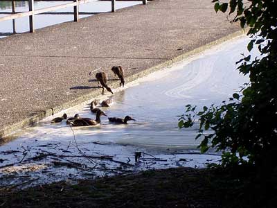 Entenfamilie beim Schwimmen