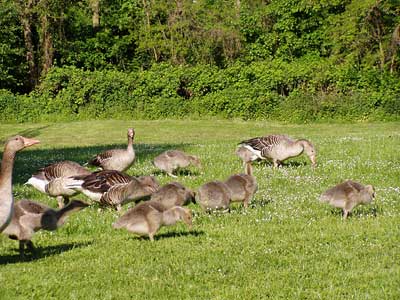 Die Gänsefamilien marschieren fressend weiter.