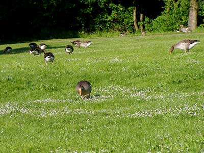Gänse von Gänseblümchen umgeben