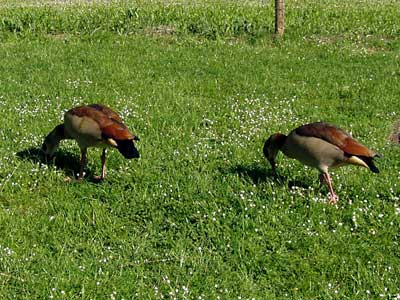 zwei Nilgänse beim Grasen