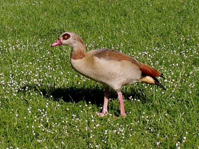Die Augen der Nilgans sind dunkel umrandet.