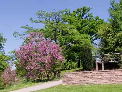 Gewöhnlicher Judasbaum