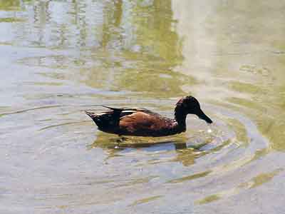 eine Ente