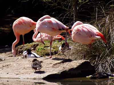 Flamingos dösen in der Sonne