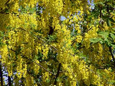 Goldregenbaum