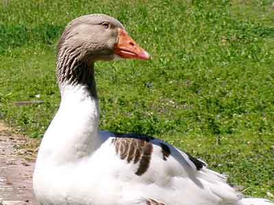 Hat diese Gans nicht wunderschöne blaue Augen?