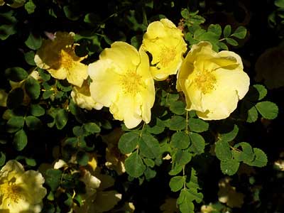 gelbe Heckenrosenblüten