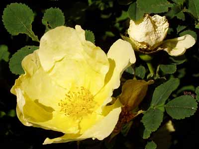 gelbe Heckenrosenblüte