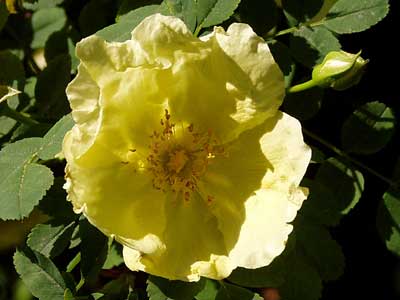 gelbe Heckenrosenblüte
