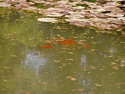 Goldfische sonnen sich