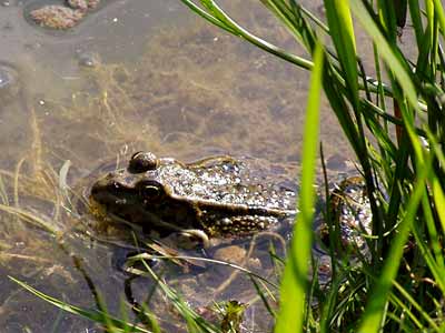 ein Frosch sonnt sich