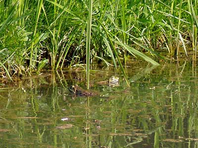 zwei Frösche tummeln sich im Wasser