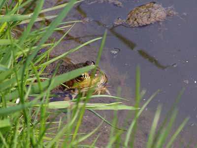 ein Frosch sitzt am Wasserrand unter Grashalmen
