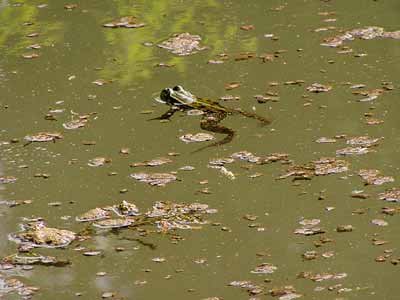 Mitten im Teich lässt sich ein Frosch treiben.