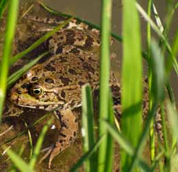 noch ein Frosch sonnt sich